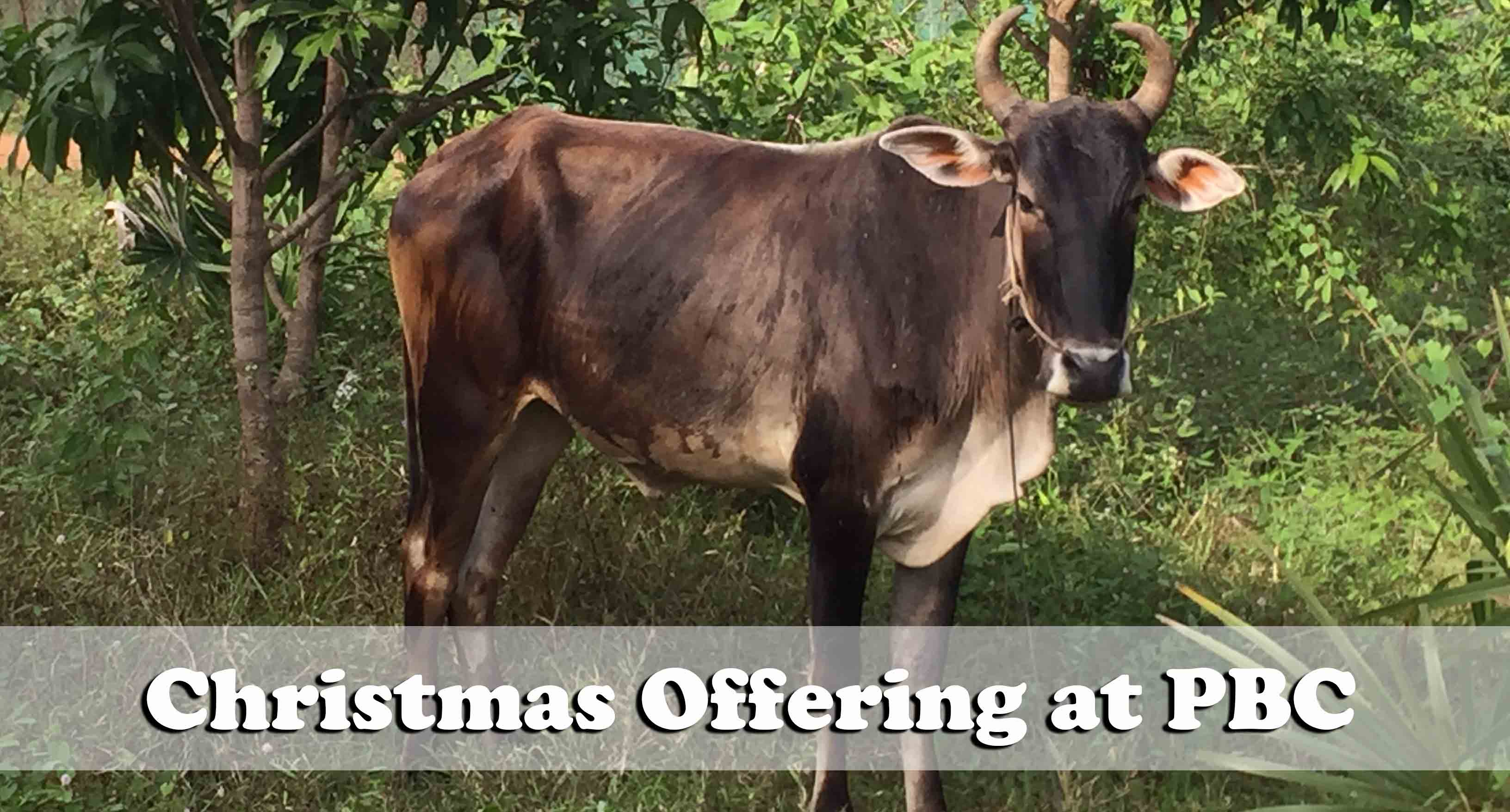 12-11-16-cow-offering